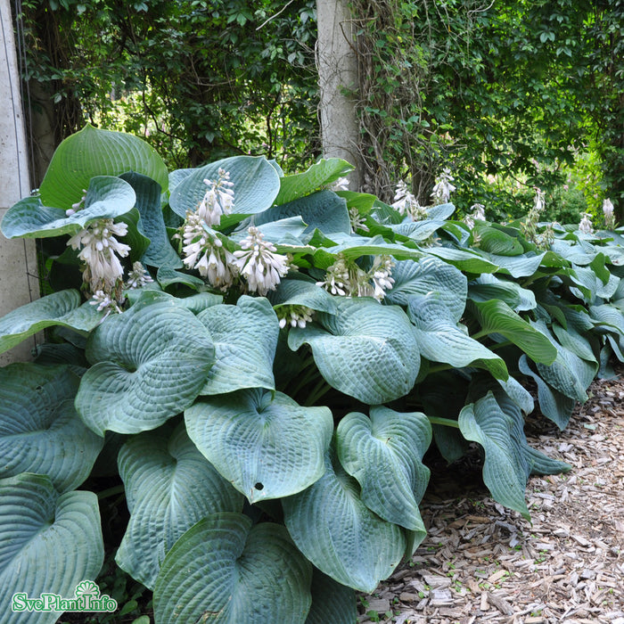 Hosta sieboldiana 'Elegans' A-kval