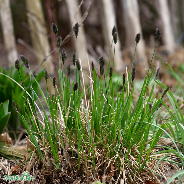 Sesleria heufleriana A-kval