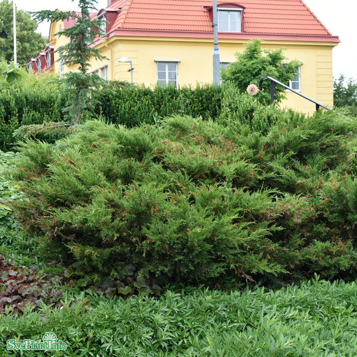 Juniperus chinensis 'Mint Julep' C35 100-150cm