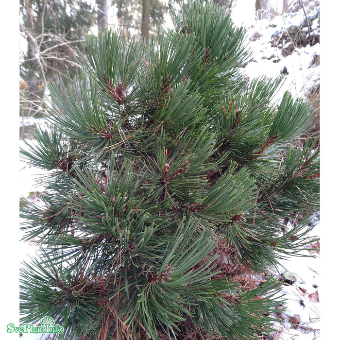 Pinus heldreichii 'Compact Gem' C10 40-50cm