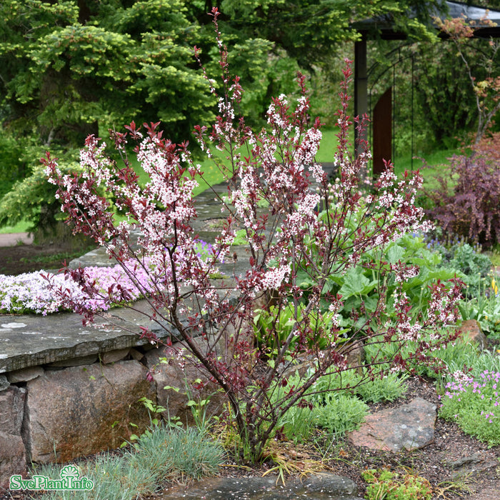 Prunus x cistena Stam C10 120cm