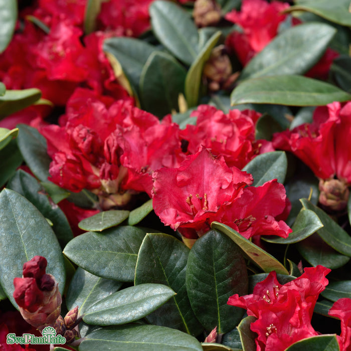 Rhododendron 'Tromba' C6 30-40cm