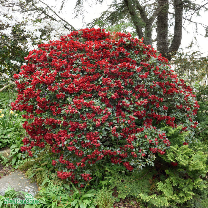Rhododendron repens 'Scarlet Wonder' I C4,6 25-30cm