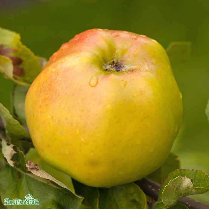 Malus domestica 'Signe Tillisch' A2 Stam 2-års A-kval Co