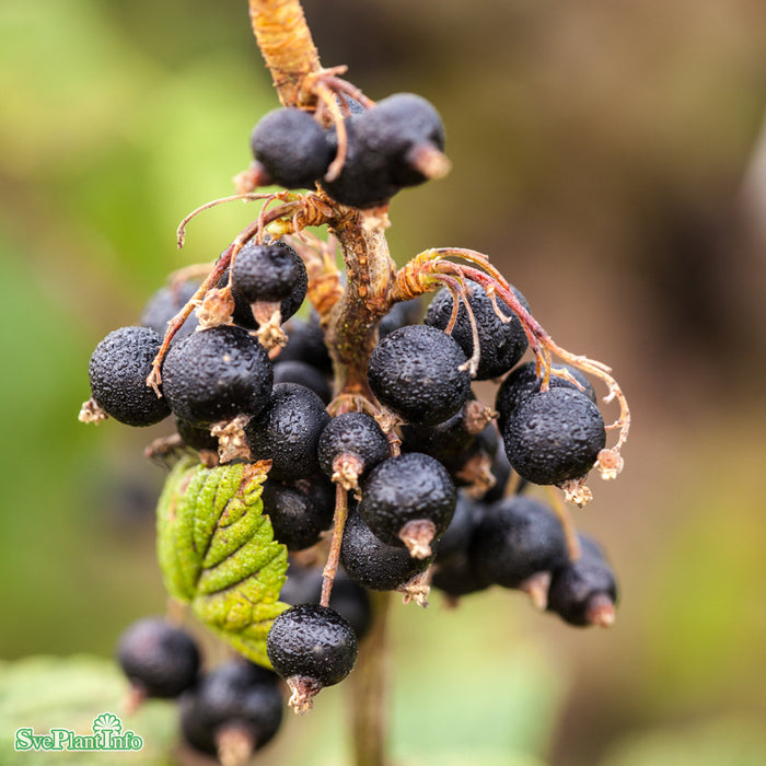 Ribes nigrum 'Öjebyn' E C3,5