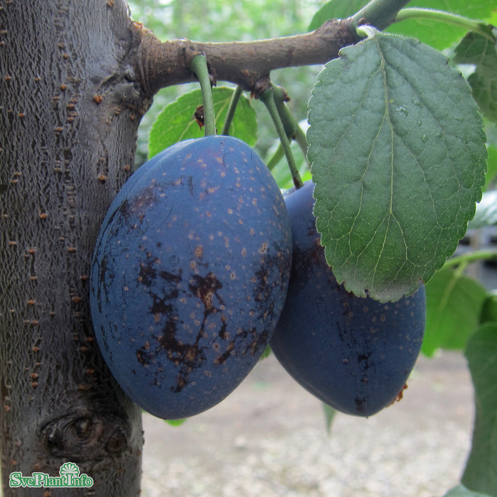 Prunus domestica 'Exp.fältets Sviskon' E Stam 2-års A-kval Co