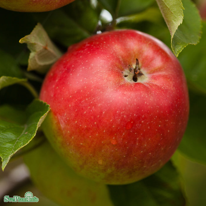 Malus domestica 'Folke' E A2 Stam 2-års A-kval Co