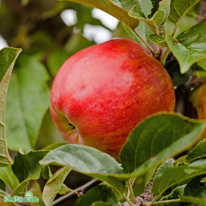 Malus domestica 'Gravensteiner' A2 Stam 2-års A-kval Co