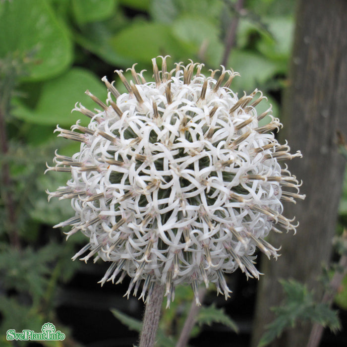 Echinops sphaerocephalus 'Arctic Glow' A-kval