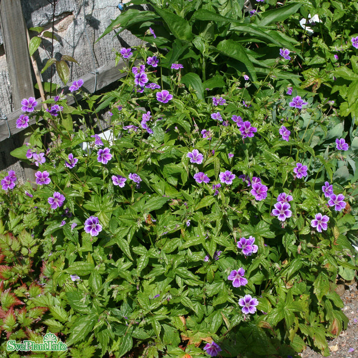 Geranium nodosum 'Clos Du Coudray' A-kval