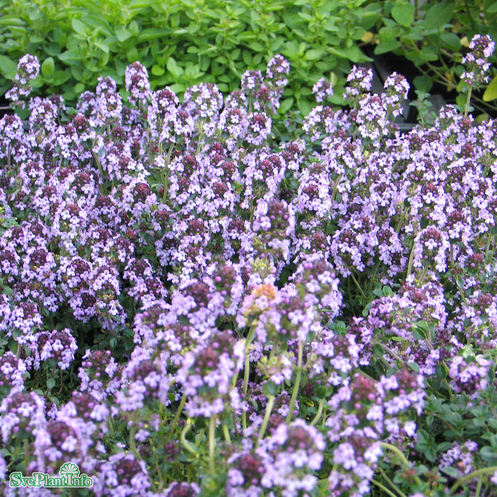 Thymus citriodorus 'Doone Valley' A-kval