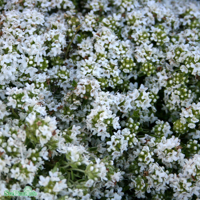 Thymus serpyllum 'Albus' A-kval