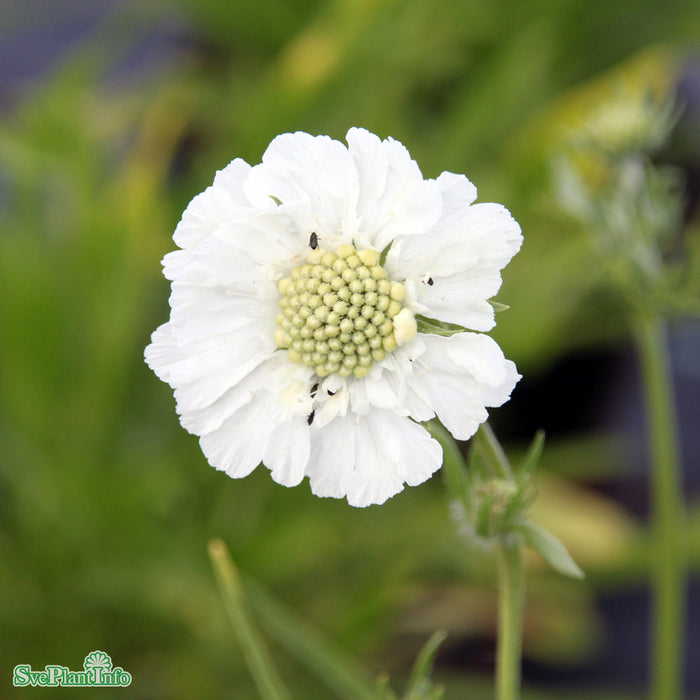 Scabiosa caucasica 'Perfecta Alba' A-kval