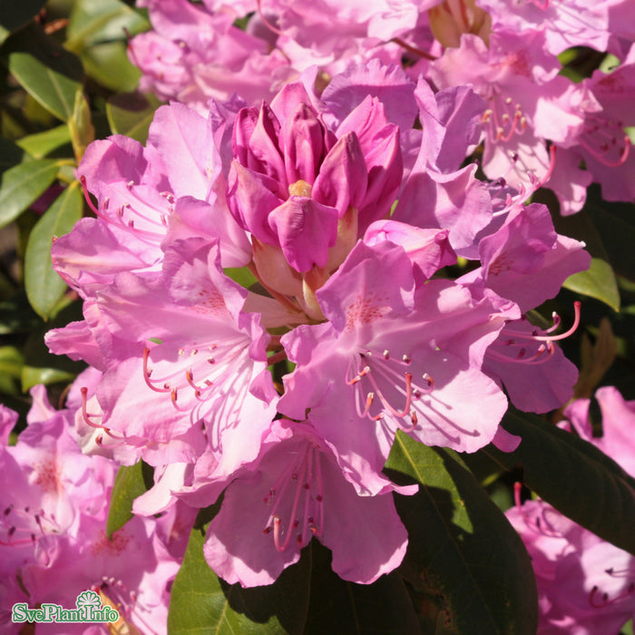 Rhododendron 'Roseum Elegans' C15 60-70cm