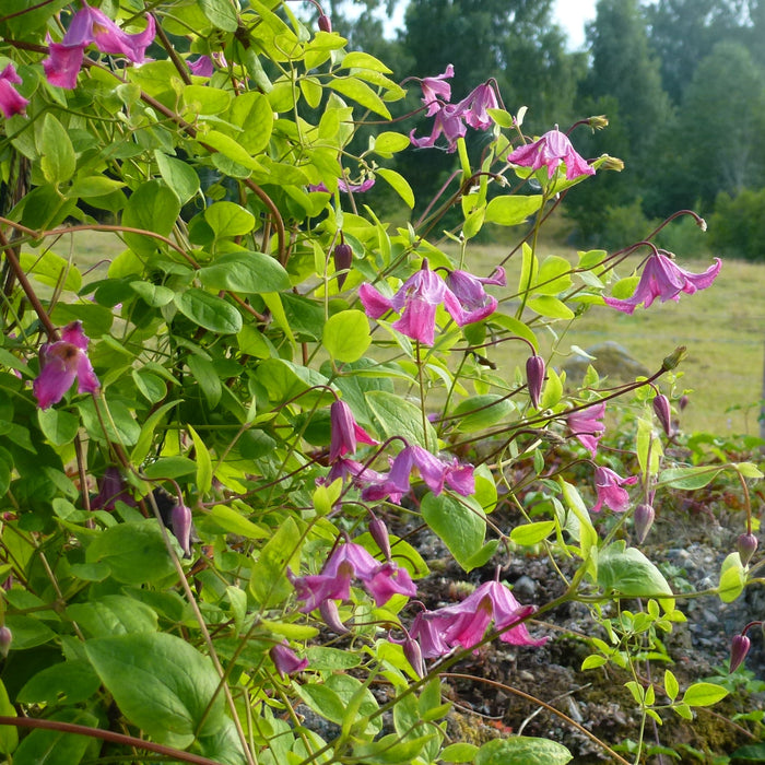 Clematis (Vitic.) 'Confetti' A-kval C2