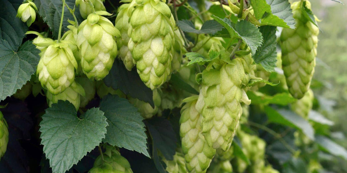 Humle för ölbryggning — Åkersberga Växtförsäljning