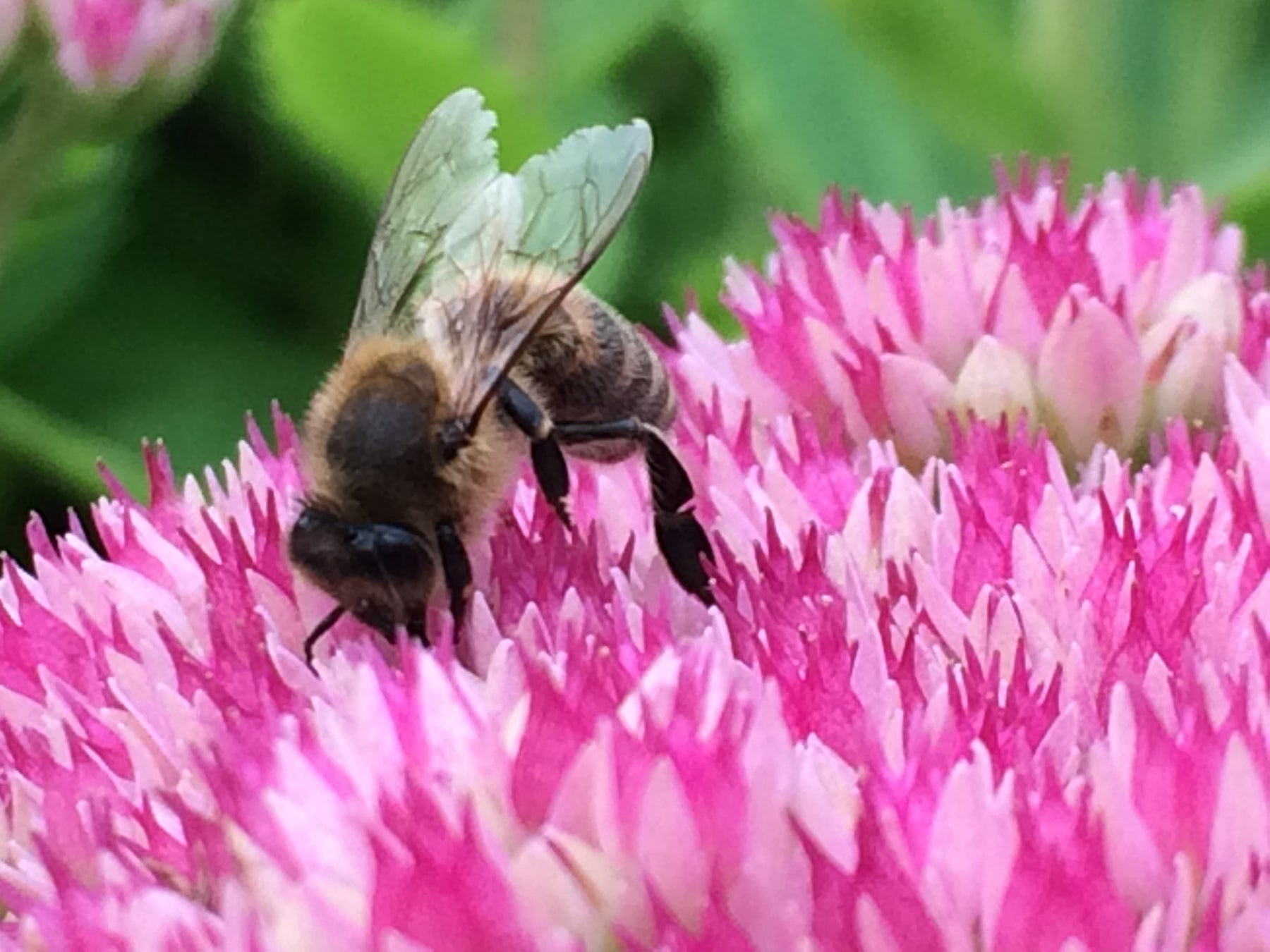 Perenner för våra pollinerare
