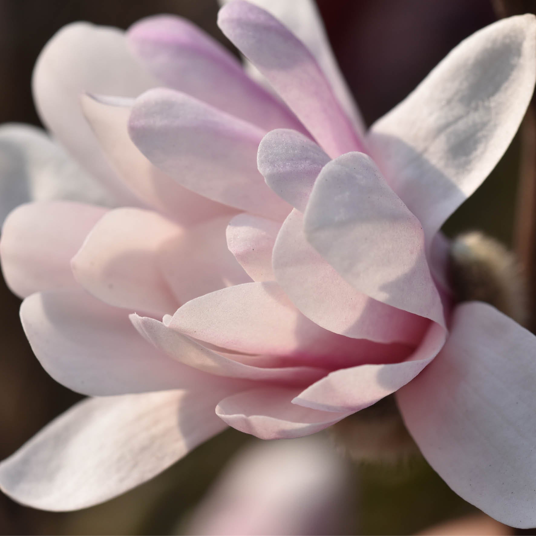 Magnolia 'Royal Star' i full blom