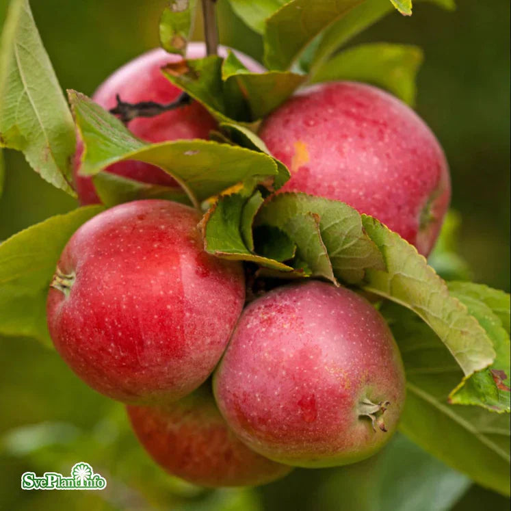 Sortbestäm dina äpplen 27/9 kl. 10.00-16.00