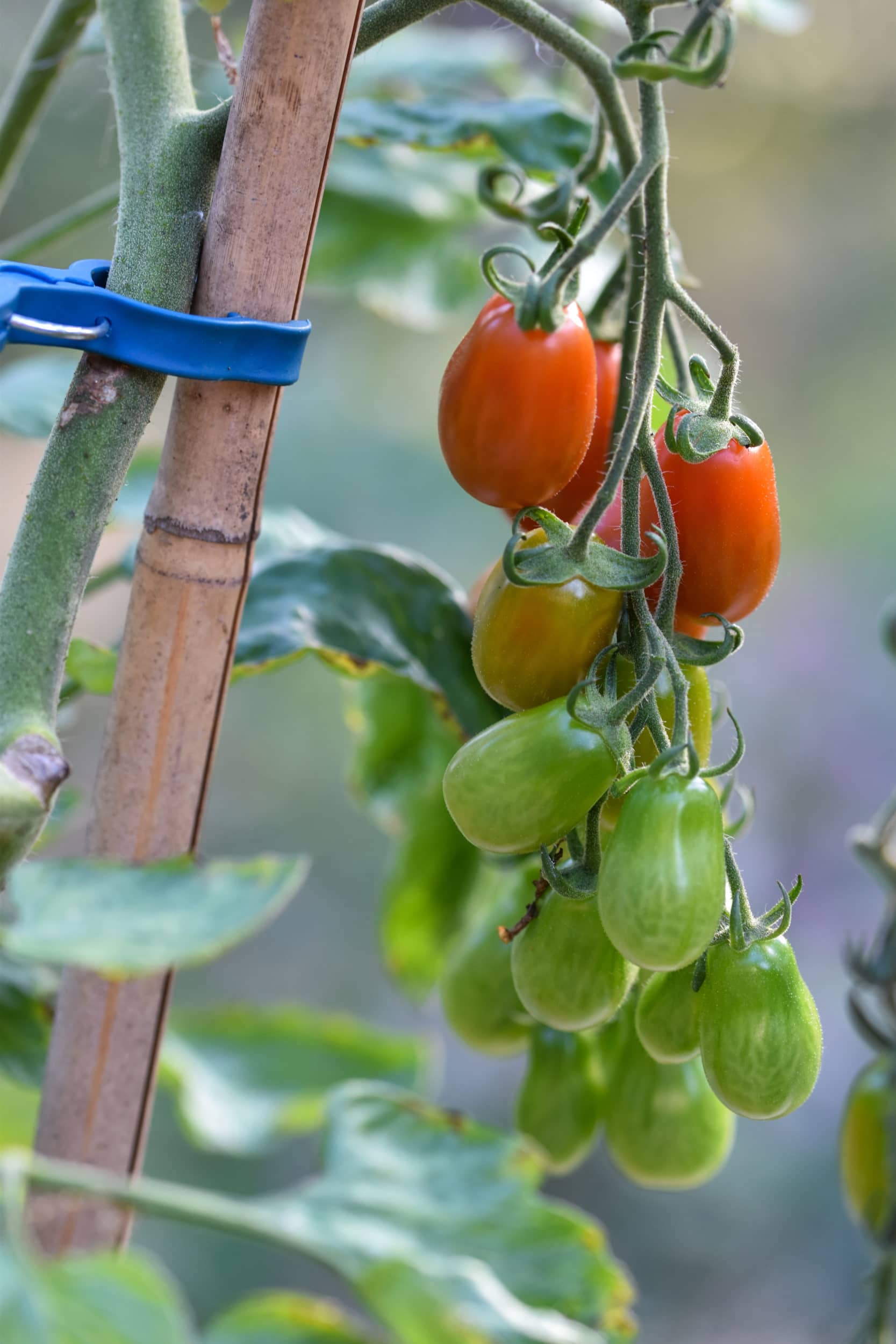 Odlingsråd för tomat