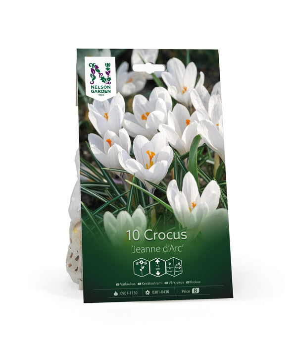 Vårkrokus 'Jeanne d'Arc'