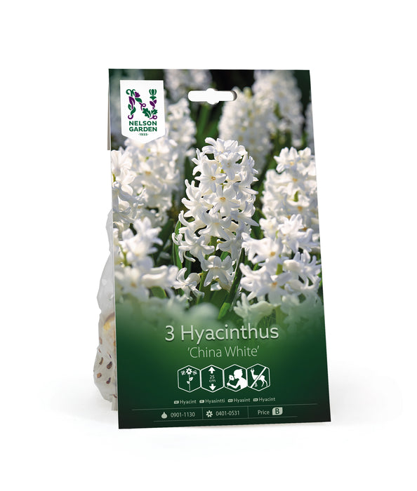 Hyacint 'China White'