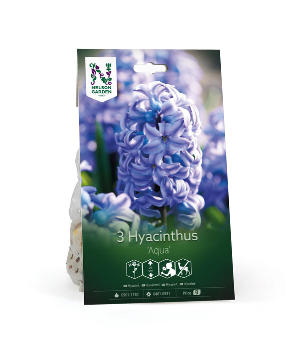 Hyacint 'Aqua'