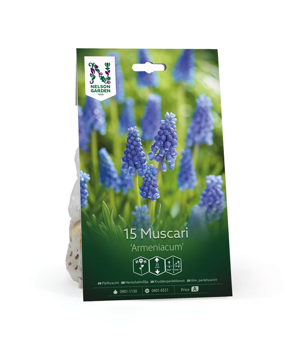 Muscari 'Armeniacum'