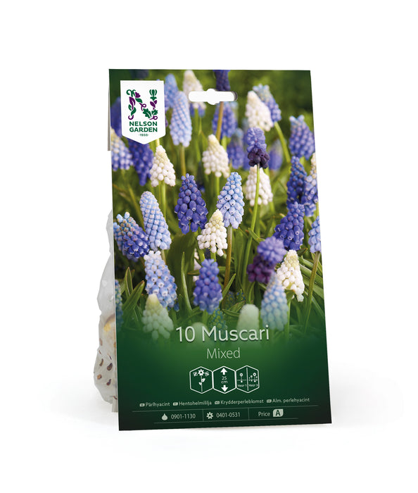 Muscari Mix