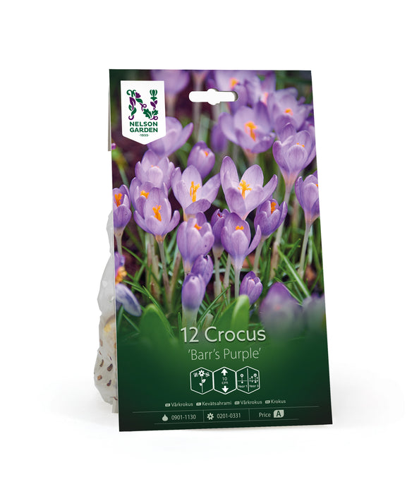 Crocus 'Barr's Purple'