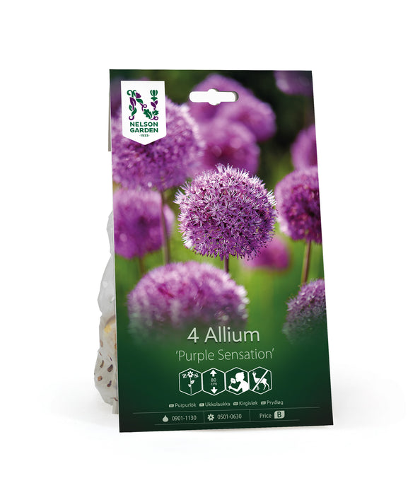 Purpurlök 'Purple Sensation'