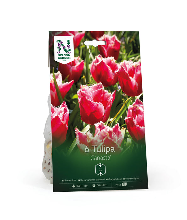 Franstulpan 'Canasta'
