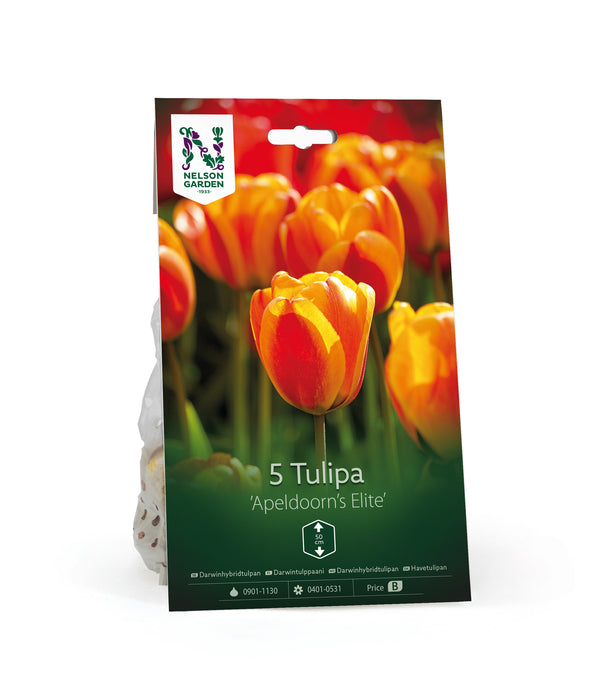 Darwinhybridtulpan 'Apeldoorn