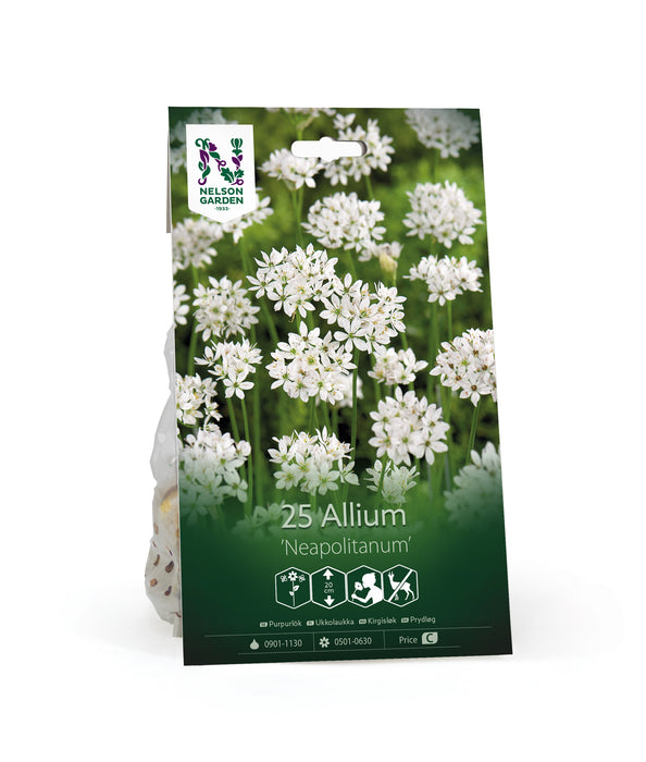 Purpurlök 'Neapolitanum'
