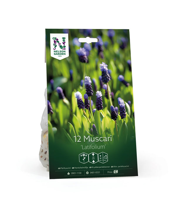 Muscari 'Latifolium'