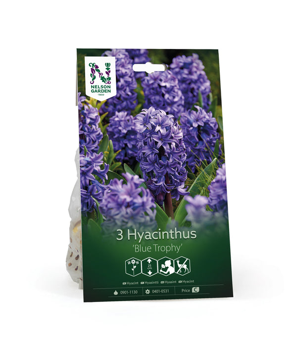 Hyacint 'Blue Trophy'