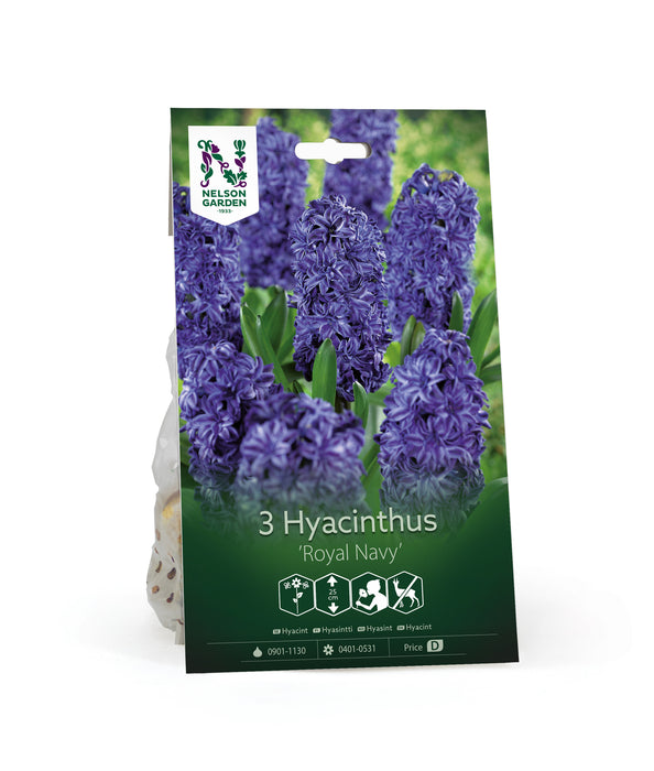 Hyacint 'Royal Navy'