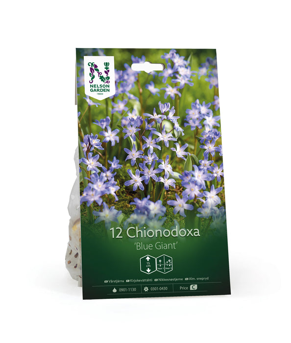 Vårstjärna 'Blue Giant'