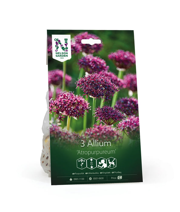 Purpurlök 'Atropurpureum'