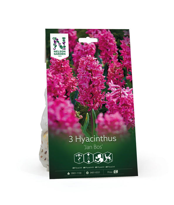 Hyacint 'Jan Bos'
