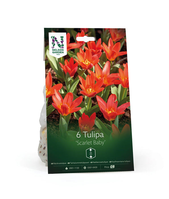 Näckrostulpan 'Scarlet Baby'