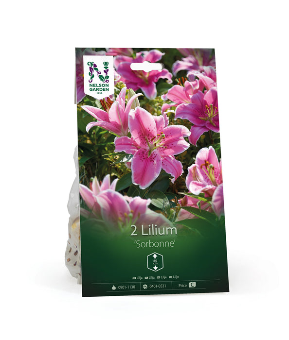 Lilja 'Sorbonne'