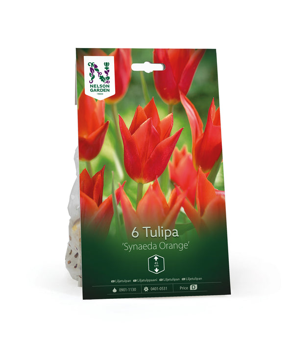 Liljetulpan 'Synaeda Orange'
