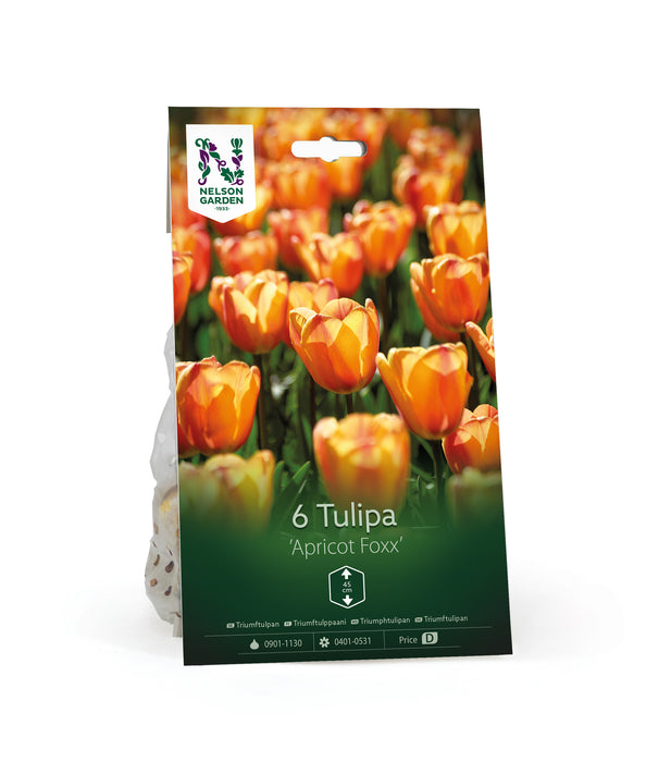 Triumftulpan 'Apricot Foxx'