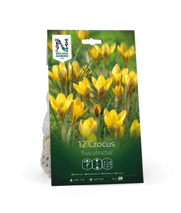 Crocus 'Fuscotinctus'