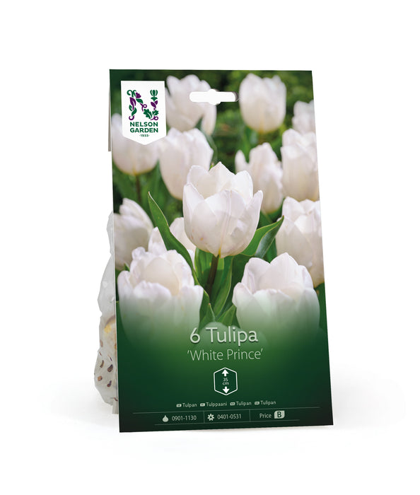 Tulpan 'White Prince'