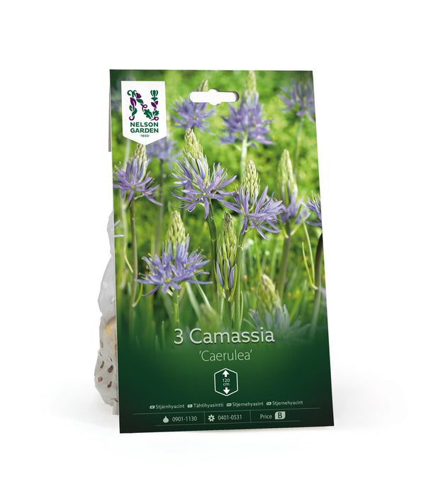Stjärnhyacint 'Caerulea'