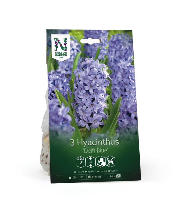 Hyacint 'Delft Blue'
