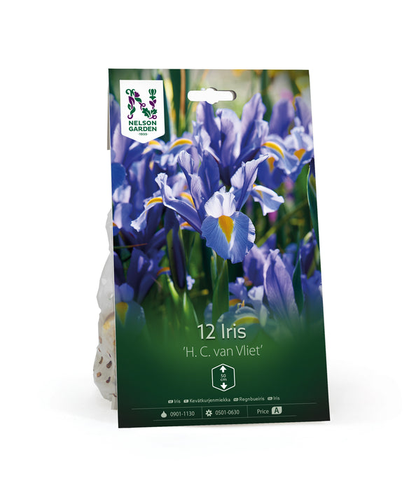 Iris 'H. C. van Vliet'