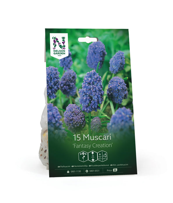 Muscari 'Fantasy Creation'